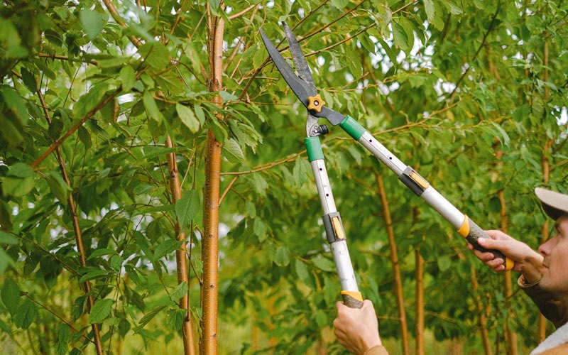 Tree trimming in Chili, WI