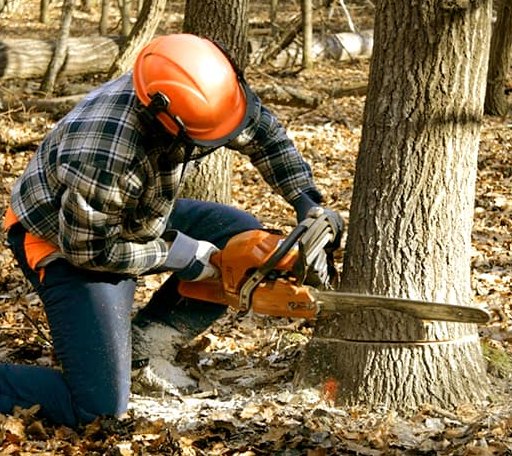 Tree Removal in Chili, WI